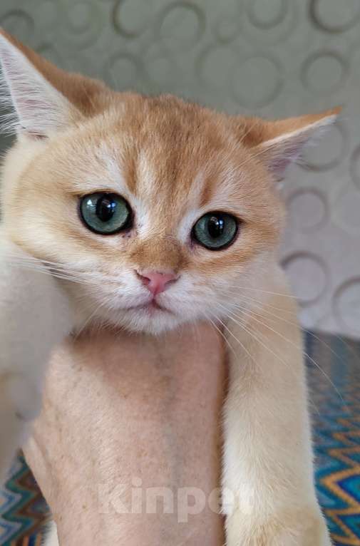 Кошки в Москве: Мальчики британцы 4 мес. Зефирчик, Ярослав, Злато Мальчик, 35 000 руб. - фото 5