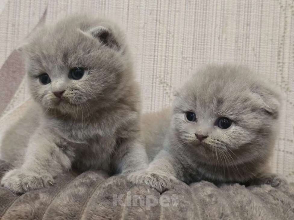 Кошки в Москве: Шотланские лиловые котята Девочка, 30 000 руб. - фото 2