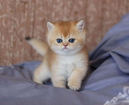 Объявление: Котёнок Британский, 11 000 руб., Волгодонск