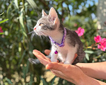 Кошки в Сочи: Котята в добрые руки Разнополые, Бесплатно - фото 3