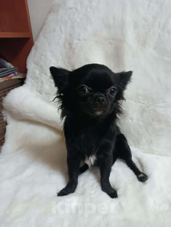 Собаки в Новосибирске: Щенок Чихуахуа Девочка, 85 000 руб. - фото 3