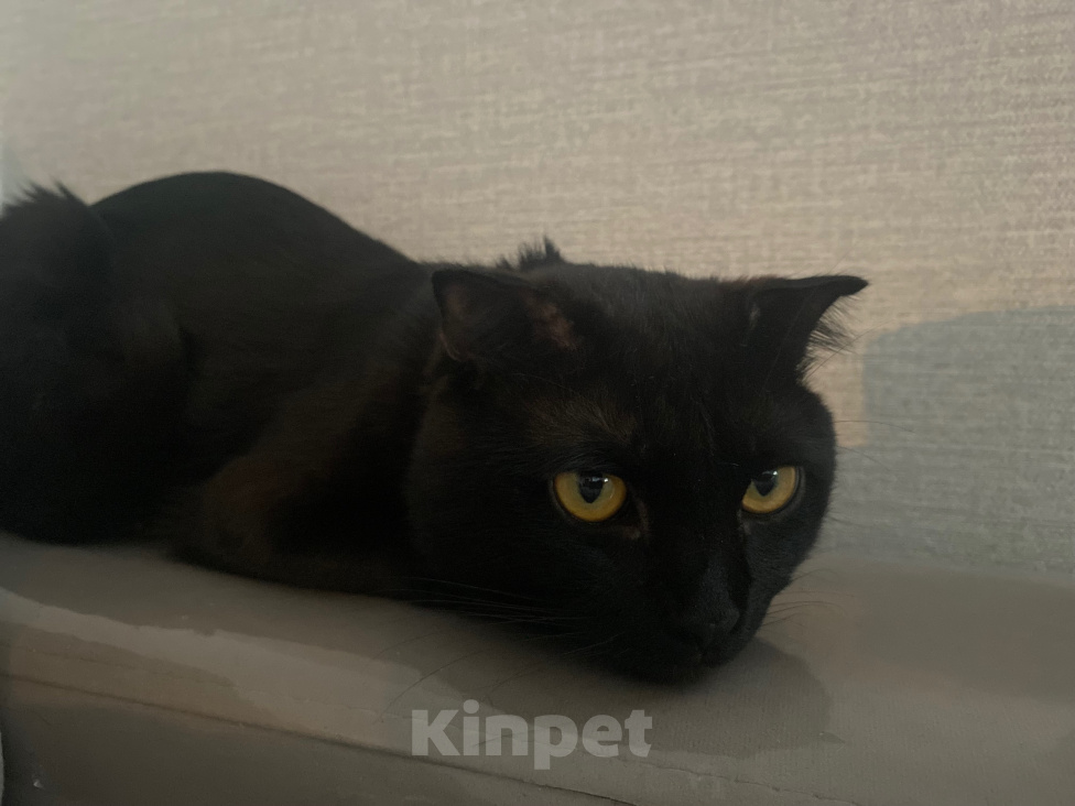 Кошки в Краснодаре: Отдам котика в добрые руки Мальчик, Бесплатно - фото 4