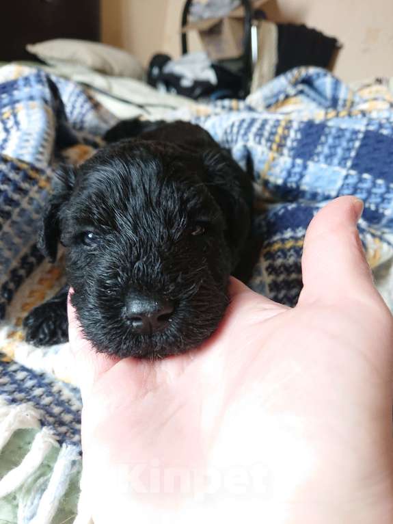 Собаки в Москве: керри блю терьер Мальчик, 60 000 руб. - фото 6