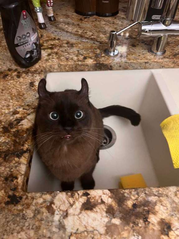 Кошки в других городах Московской области: Пропал кот Савелий  Мальчик, 100 000 руб. - фото 2