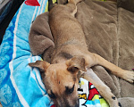Собаки в Раменском: Отдам в добрые руки найденыша Мальчик, 1 руб. - фото 2
