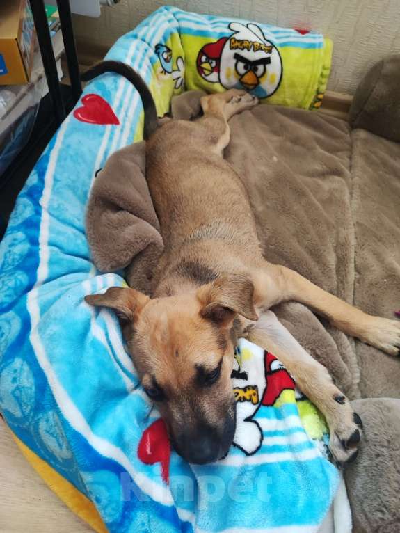 Собаки в Раменском: Отдам в добрые руки найденыша Мальчик, 1 руб. - фото 2