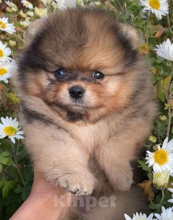 Собаки в Тольятти: Продам собаку щенок 3 месяца  Мальчик, 55 000 руб. - фото 2