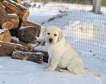 Собаки в Задонске: Мальчик Лабрадорчик Мальчик, 60 000 руб. - фото 3