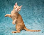 Кошки в Москве: Котёнок Марчелло - рыжее солнышко в добрые руки Мальчик, 10 руб. - фото 2