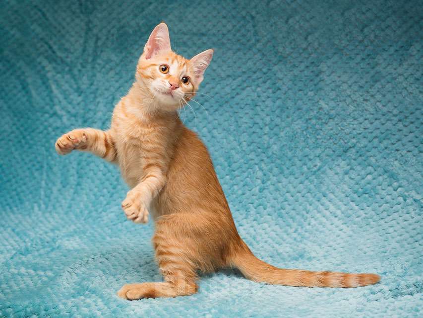 Кошки в Москве: Котёнок Марчелло - рыжее солнышко в добрые руки Мальчик, 10 руб. - фото 2