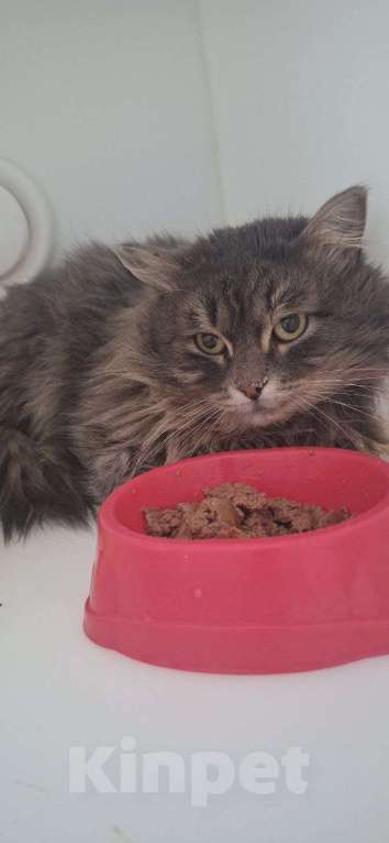 Кошки в Москве: Молодой котик Сильвер ищет дом Мальчик, Бесплатно - фото 3