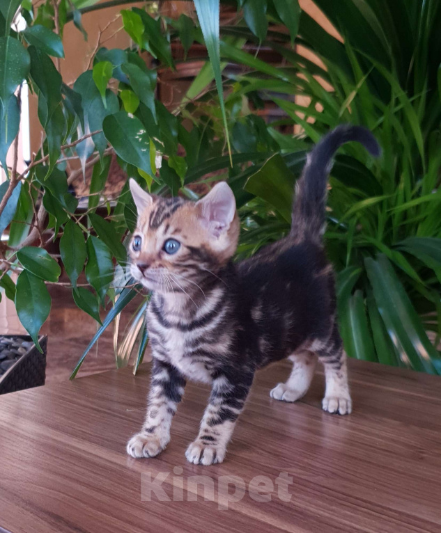 Кошки в Симферополе: Бенгальский мальчик  Мальчик, 25 000 руб. - фото 1