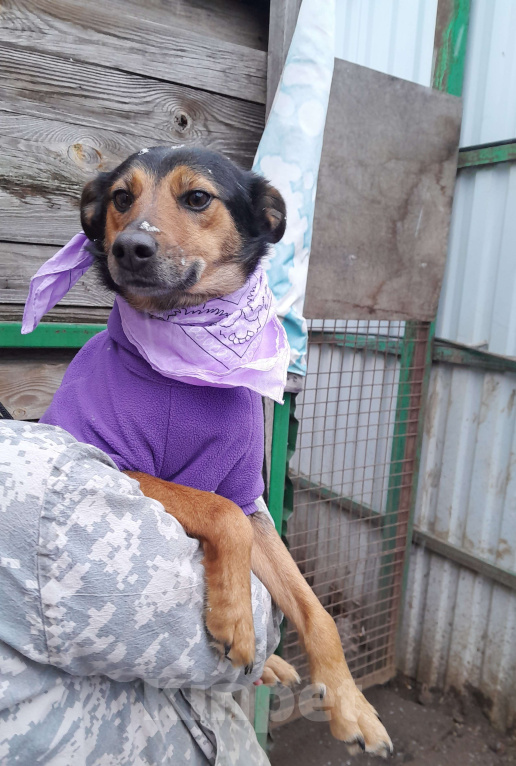 Собаки в Москве: Сигма  Девочка, Бесплатно - фото 3