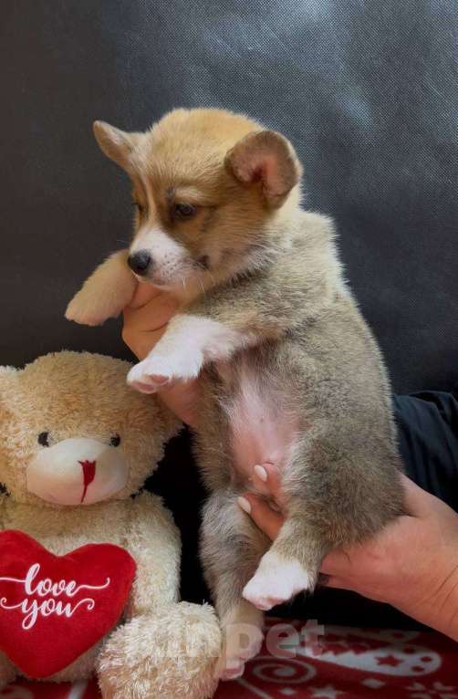 Собаки в других городах Московской области: Вельш корги пемброк девочка без хвостика Девочка, 38 000 руб. - фото 4