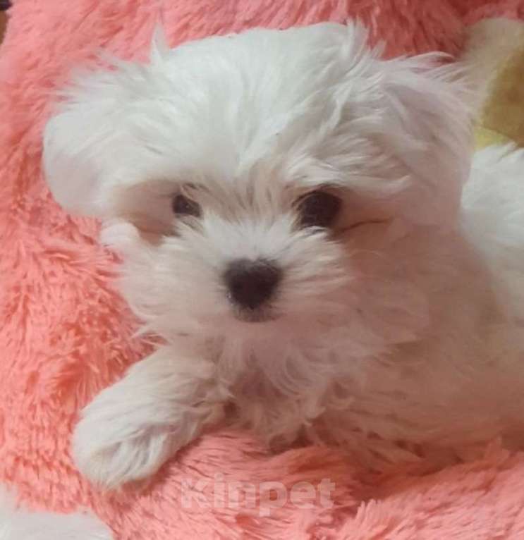 Собаки в Зеленограде: Мальтезе щенки Мальчик, 50 000 руб. - фото 4