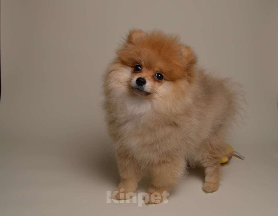 Собаки в Костроме: Щенки немецкого шпица Девочка, 23 000 руб. - фото 8