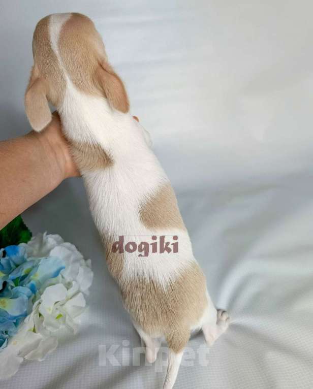 Собаки в Москве: Щенки чихуахуа питомник Мальчик, Бесплатно - фото 3