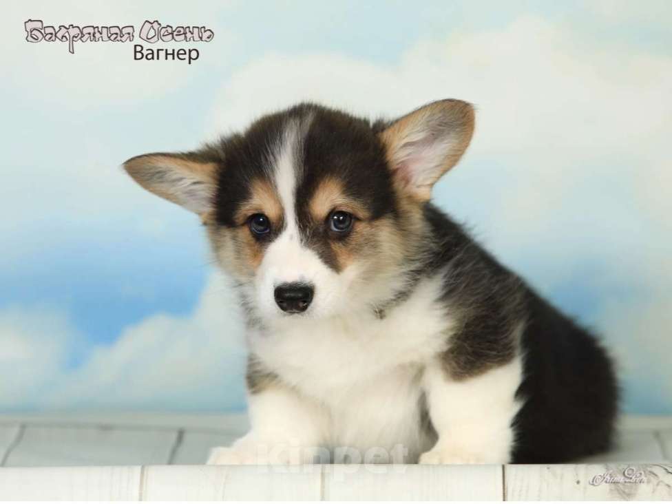 Собаки в других городах Московской области: Продается мальчик вельш корги пемброк Мальчик, 50 000 руб. - фото 1