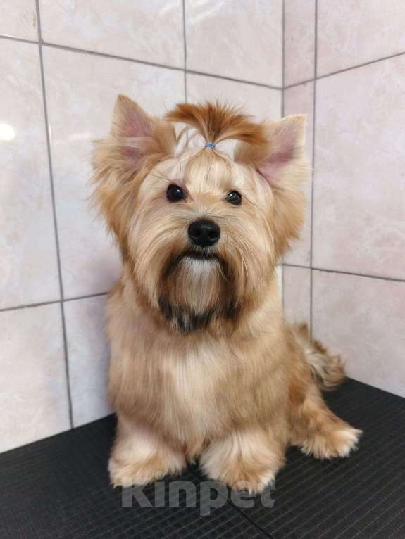 Собаки в Санкт-Петербурге: щенок русской салонной собаки (похож на цветного йорка) Мальчик, 40 000 руб. - фото 2