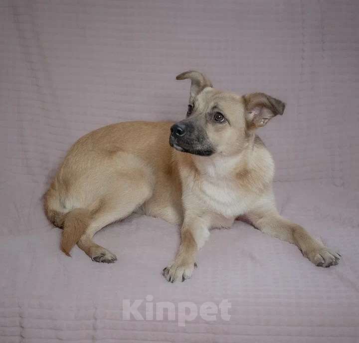 Собаки в Москве: Очаровательная собачка в добрые руки Девочка, Бесплатно - фото 3