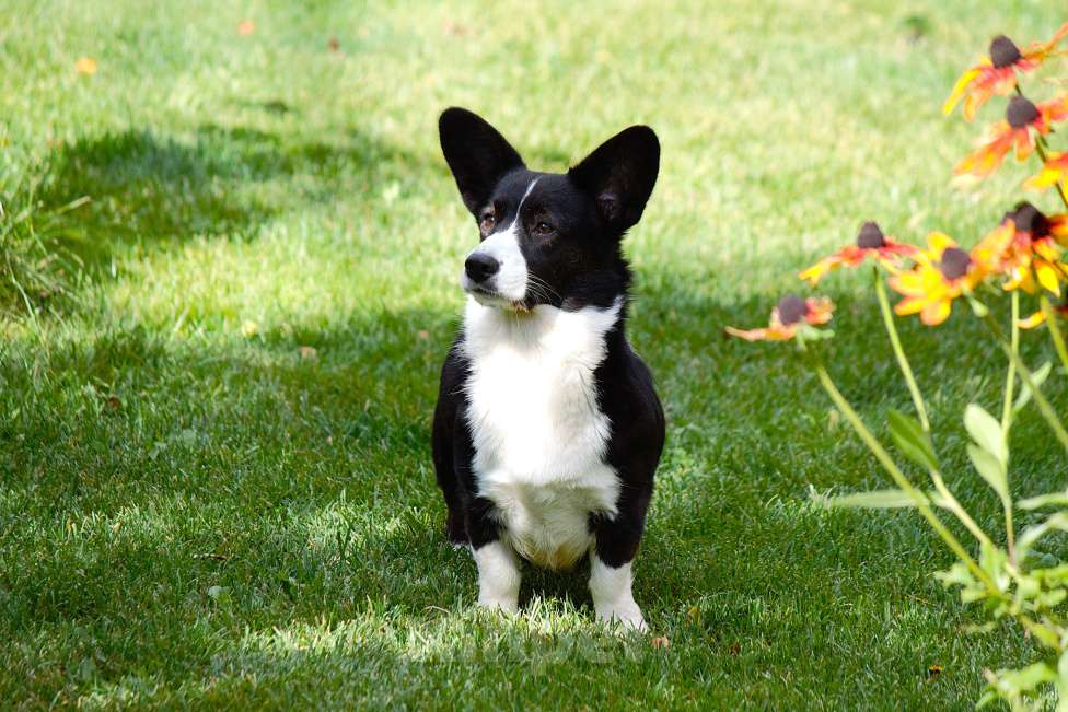 Собаки в Одинцово: Девочка Вельш Корги Кардиган Девочка, 15 000 руб. - фото 1