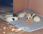 Собаки в Костроме: Продам щенка Девочка, 60 000 руб. - фото 7