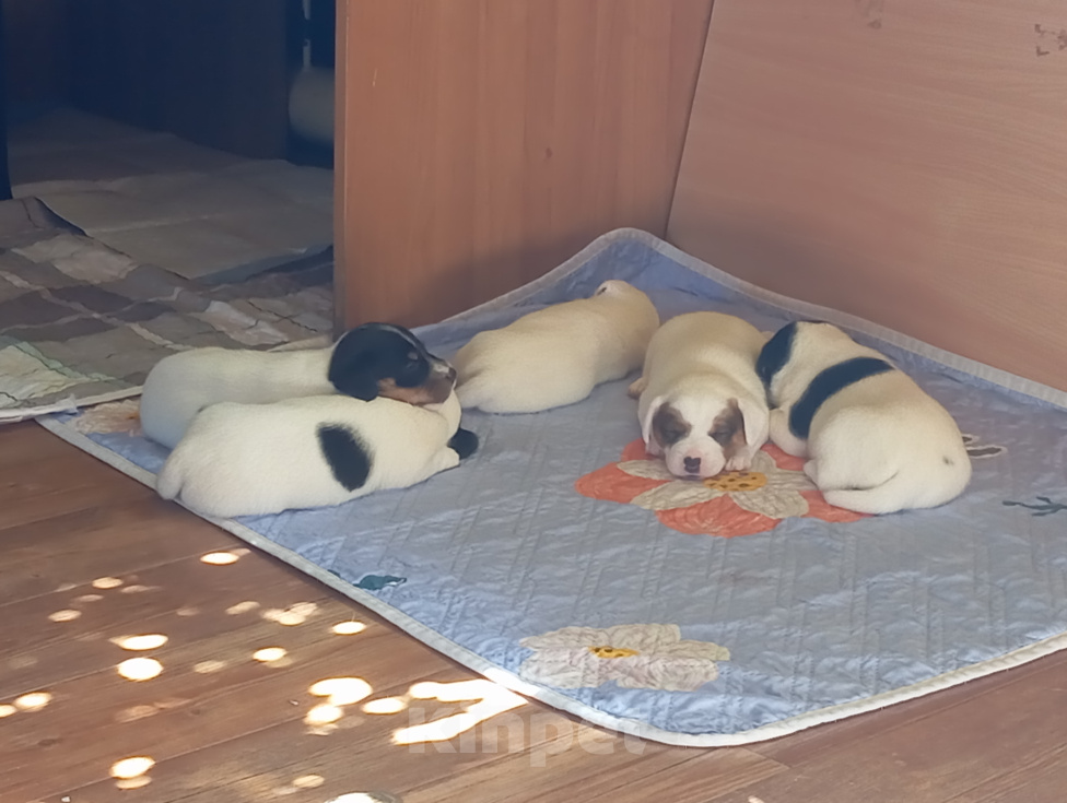 Собаки в Костроме: Продам щенка Девочка, 60 000 руб. - фото 7