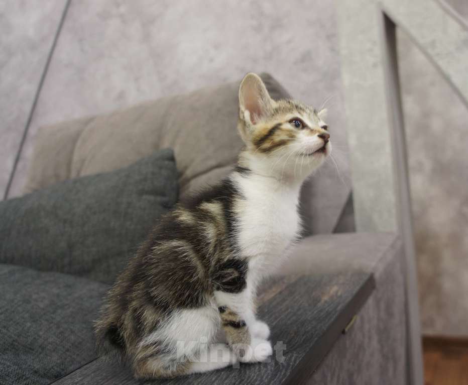 Кошки в Белокурихе: Продам котёнка Курильский бобтейл. Девочка, 5 000 руб. - фото 2