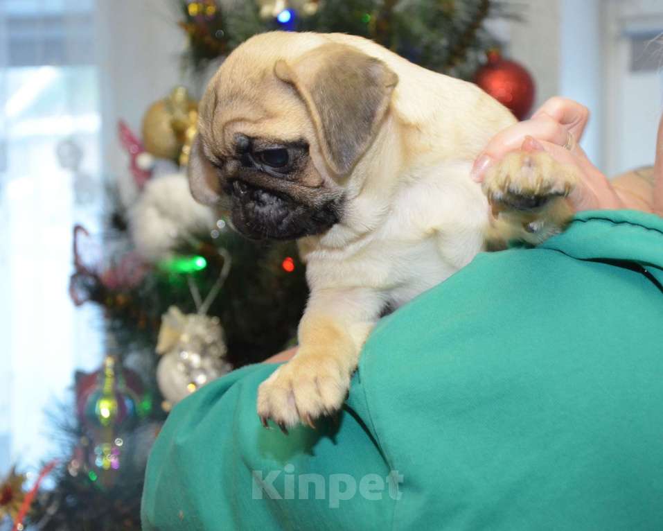 Собаки в Твери: Малышка мопса Девочка, 30 000 руб. - фото 1