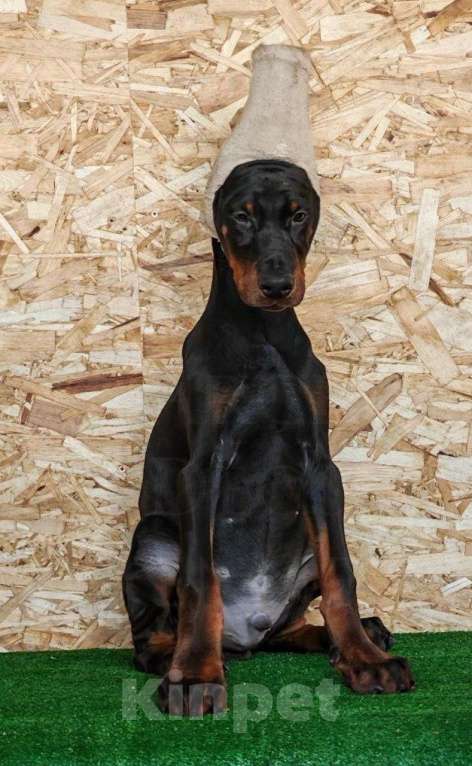 Собаки в Санкт-Петербурге: Щенок добермана Девочка, 90 000 руб. - фото 1