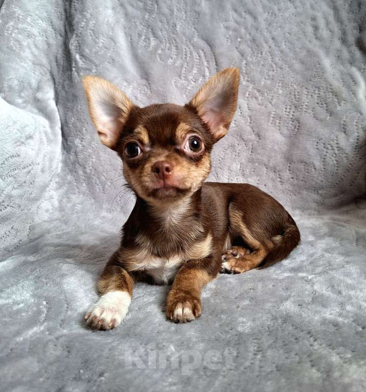 Собаки в Балашихе: Алик Мальчик, Бесплатно - фото 1