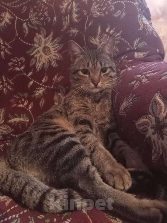 Кошки в Омске: (ﾉ◕ヮ◕)ﾉ*:･ﾟ✧Любознательный, игривый и общительный котик в поисках своей любящей семьи *:･ﾟ✧ Мальчик, Бесплатно - фото 2