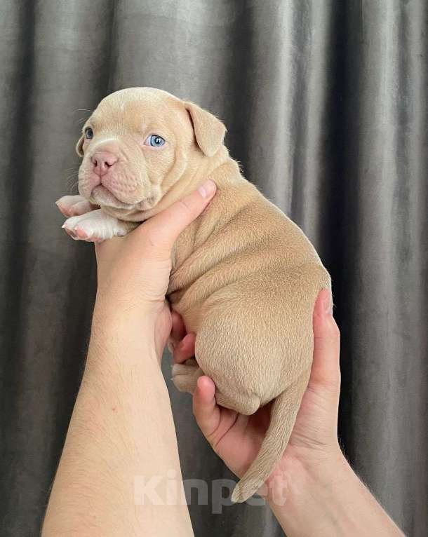 Собаки в Воронеже: Щенок Американский булли мальчик Мальчик, 80 000 руб. - фото 2