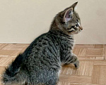Кошки в Санкт-Петербурге: Котенок Полосатик ищет семью  Мальчик, Бесплатно - фото 3