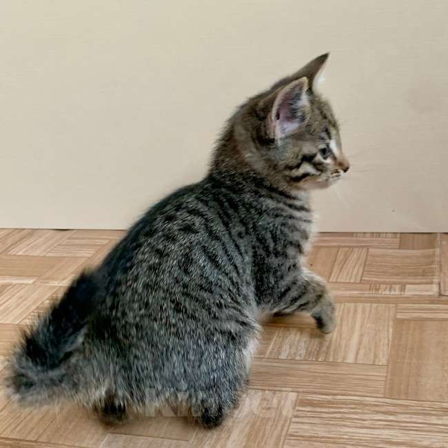 Кошки в Санкт-Петербурге: Котенок Полосатик ищет семью  Мальчик, Бесплатно - фото 3