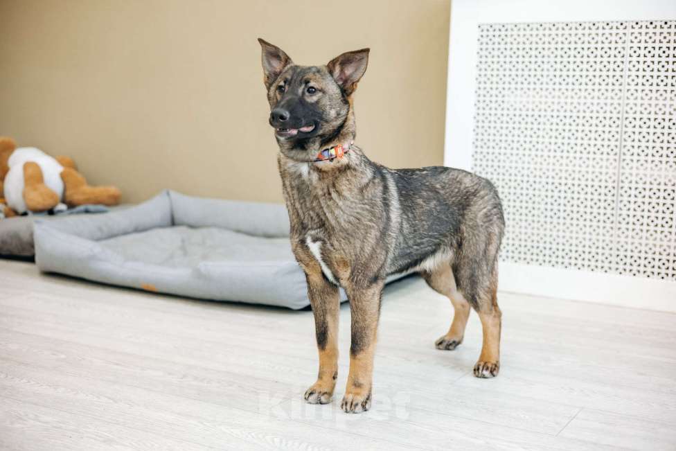 Собаки в Москве: Щенок метис бельгийкой овчарки Девочка, Бесплатно - фото 4