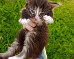 Кошки в Твери: Отдам котят в добрые руки в Твери  Мальчик, Бесплатно - фото 3