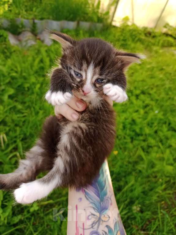 Кошки в Твери: Отдам котят в добрые руки в Твери  Мальчик, Бесплатно - фото 3