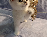 Кошки в Москве: Шотландский которебëнок Девочка, 25 000 руб. - фото 4