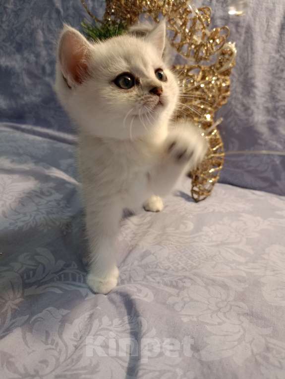 Кошки в Москве: Шотландский которебëнок Девочка, 25 000 руб. - фото 4