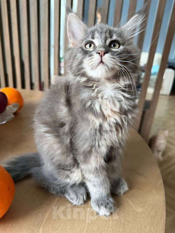 Кошки в Санкт-Петербурге: Котенок мейн-кун с документами Девочка, Бесплатно - фото 3
