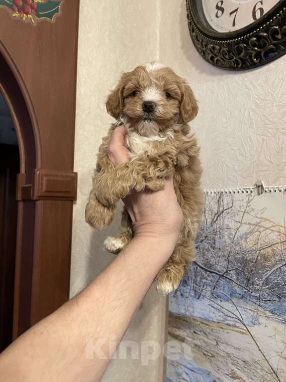 Собаки в Москве: Мальтипу щенки Мальчик, 60 000 руб. - фото 7