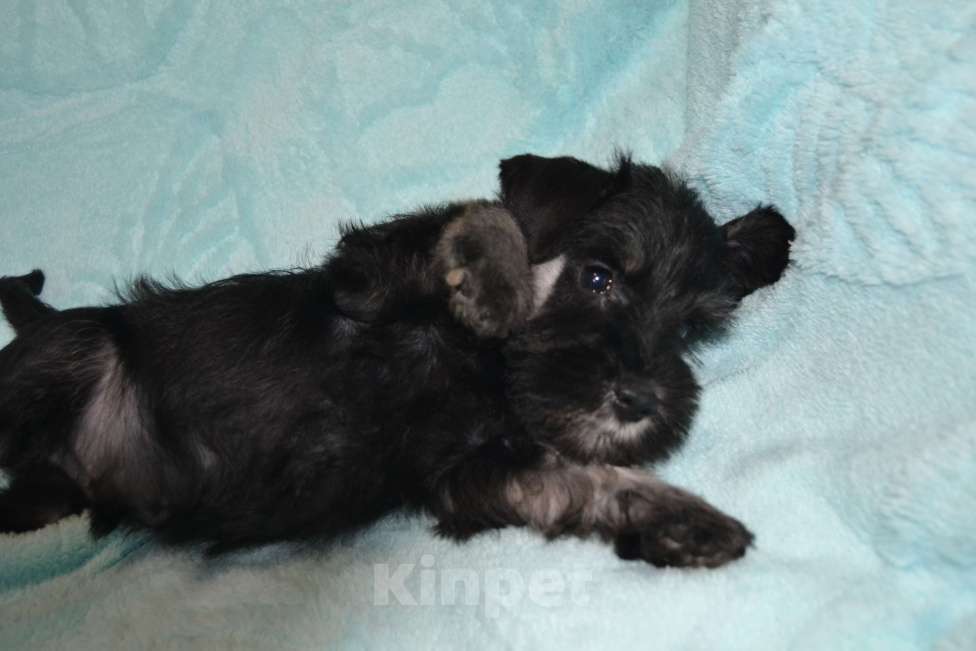 Собаки в Москве: Цвергшнауцер черный с серебром Мальчик, 35 000 руб. - фото 4