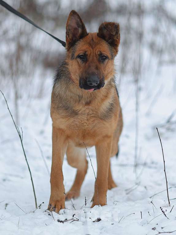 Собаки в Москве: Овчарка ищет дом Девочка, Бесплатно - фото 3