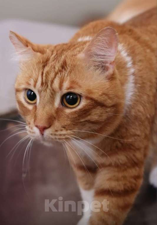 Кошки в Санкт-Петербурге: Котик Лёва ждёт вас Мальчик, Бесплатно - фото 2