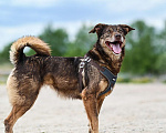 Собаки в Москве: Небольшая супер позитивная Шанти ищет дом! Девочка, Бесплатно - фото 7