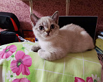 Кошки в Мытищах: Британские котята  Девочка, 10 000 руб. - фото 2