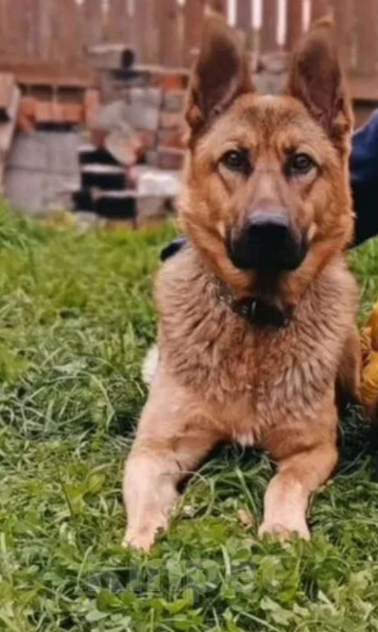 Собаки в Соликамске: Щенки немецкой овчарки  Девочка, 13 000 руб. - фото 2