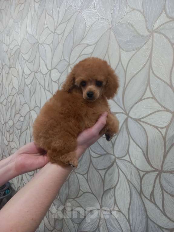 Собаки в Москве: Найс Кинг оф Ринг Мальчик, 60 000 руб. - фото 5