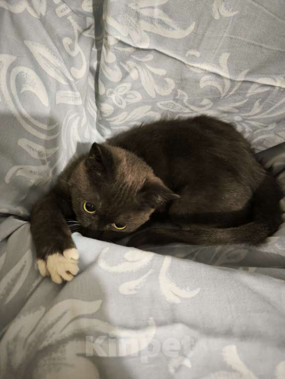 Кошки в Санкт-Петербурге: Очень шилопопопый мальчик Мальчик, Бесплатно - фото 2